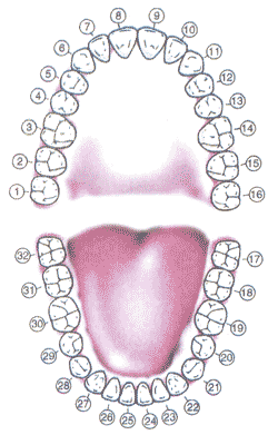 tooth-chart